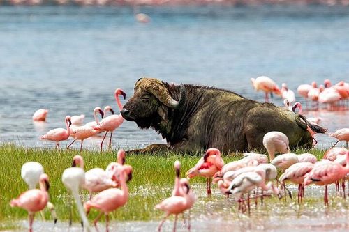 Luxury Safari