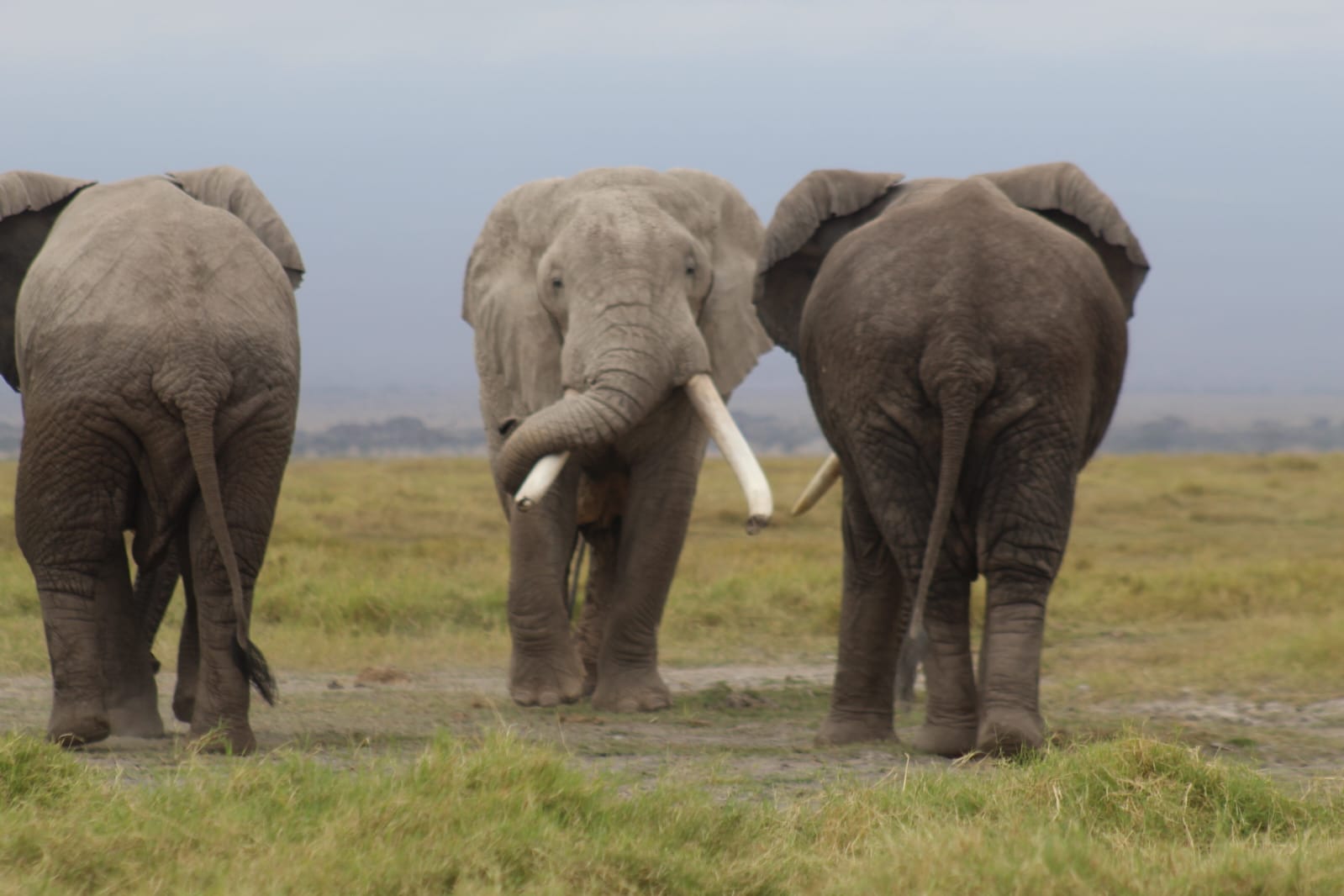 Elephant