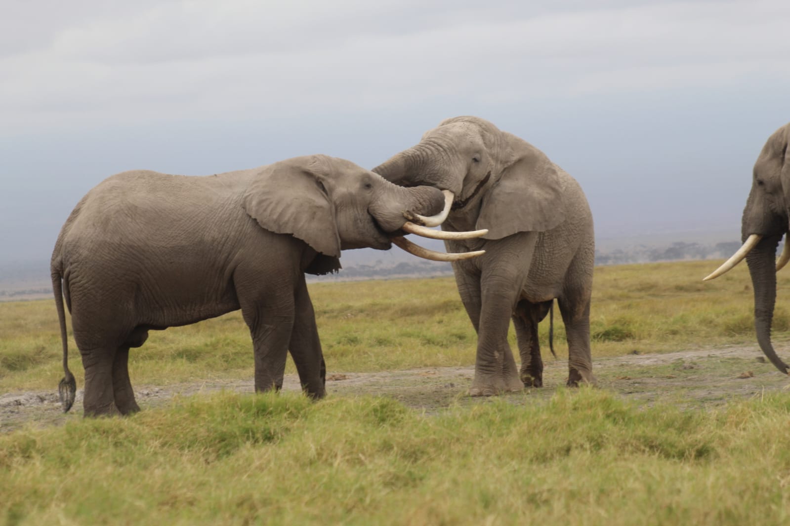 Amboseli