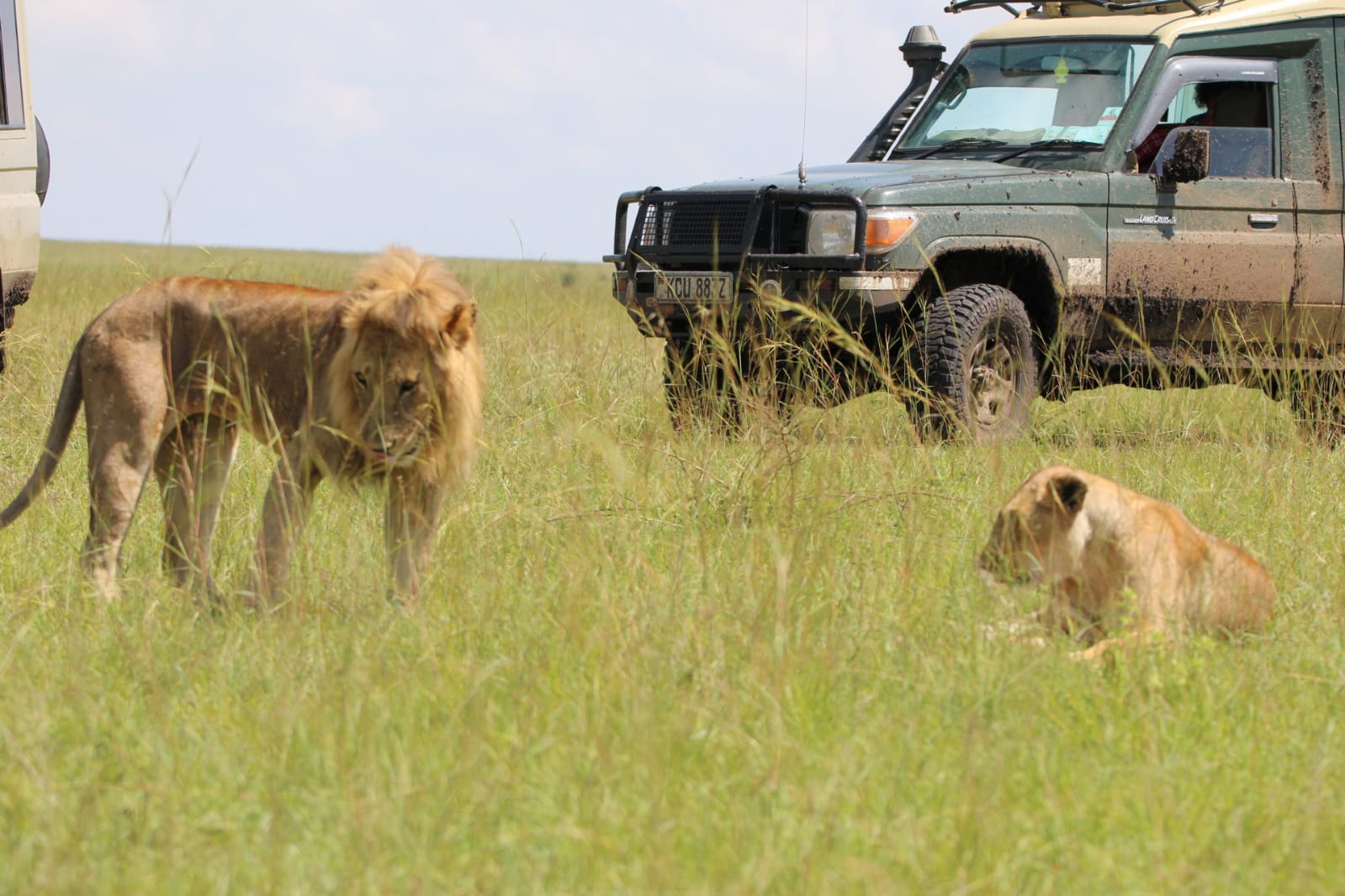 Lion