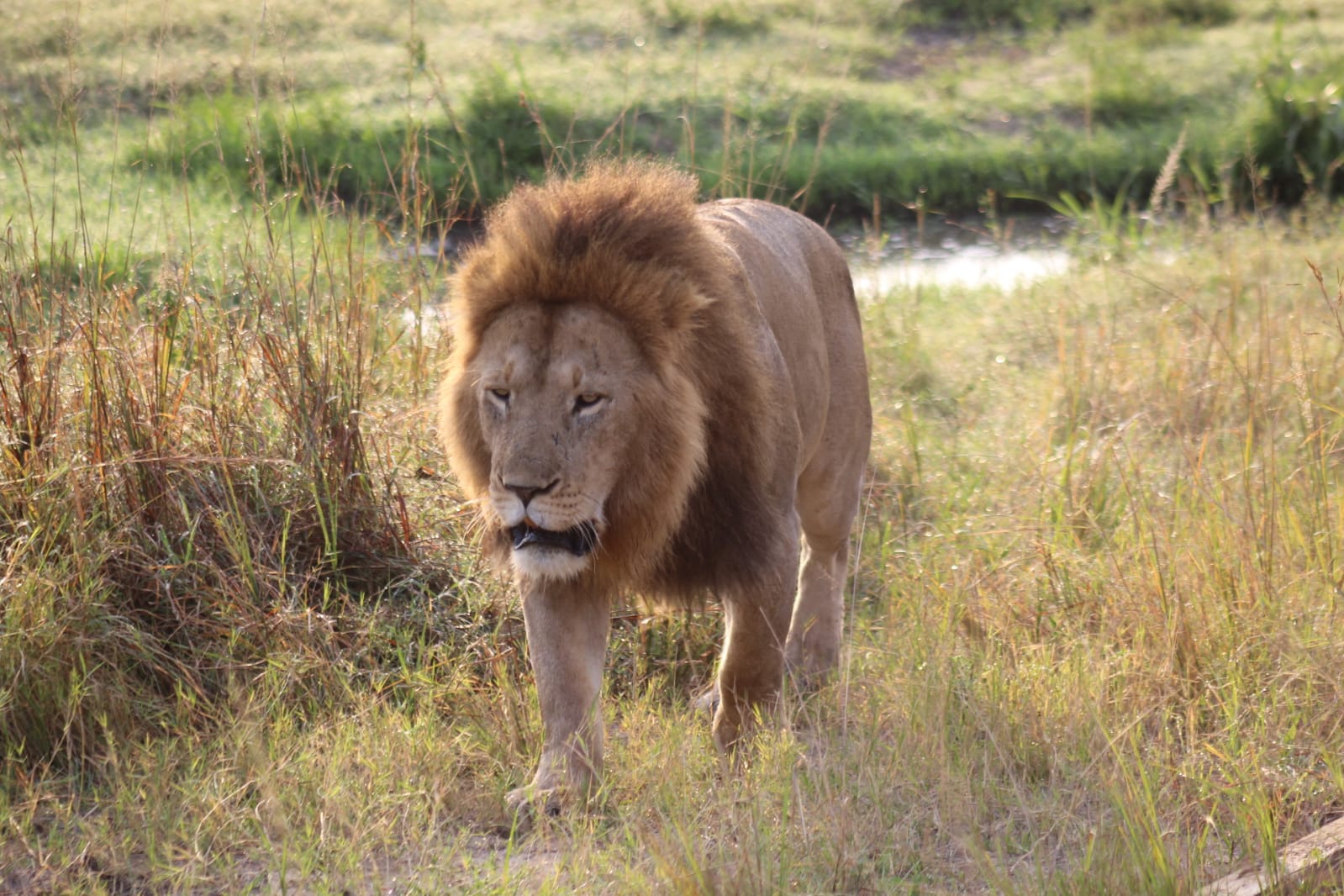 Lion