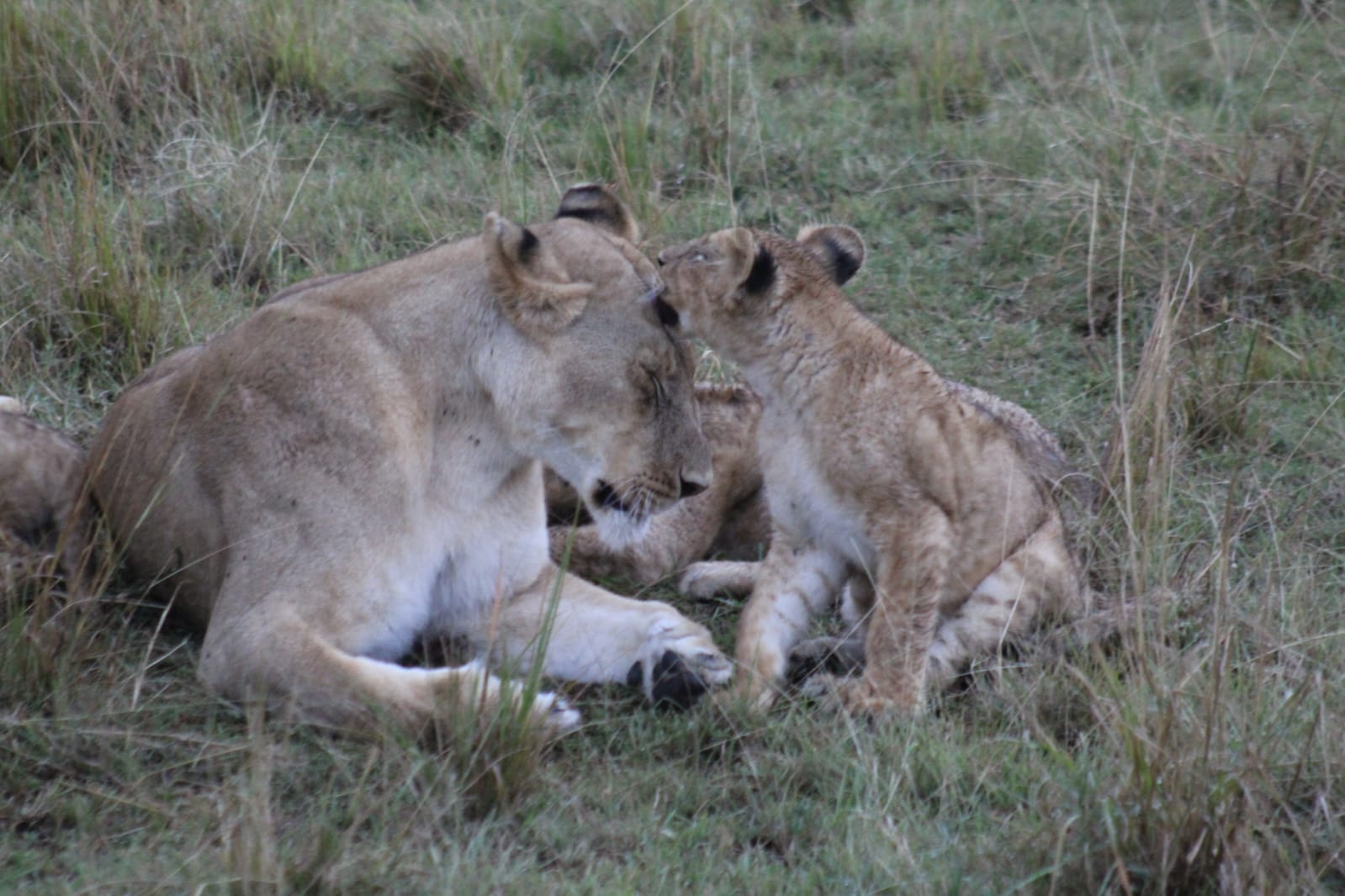 Wildlife Safari