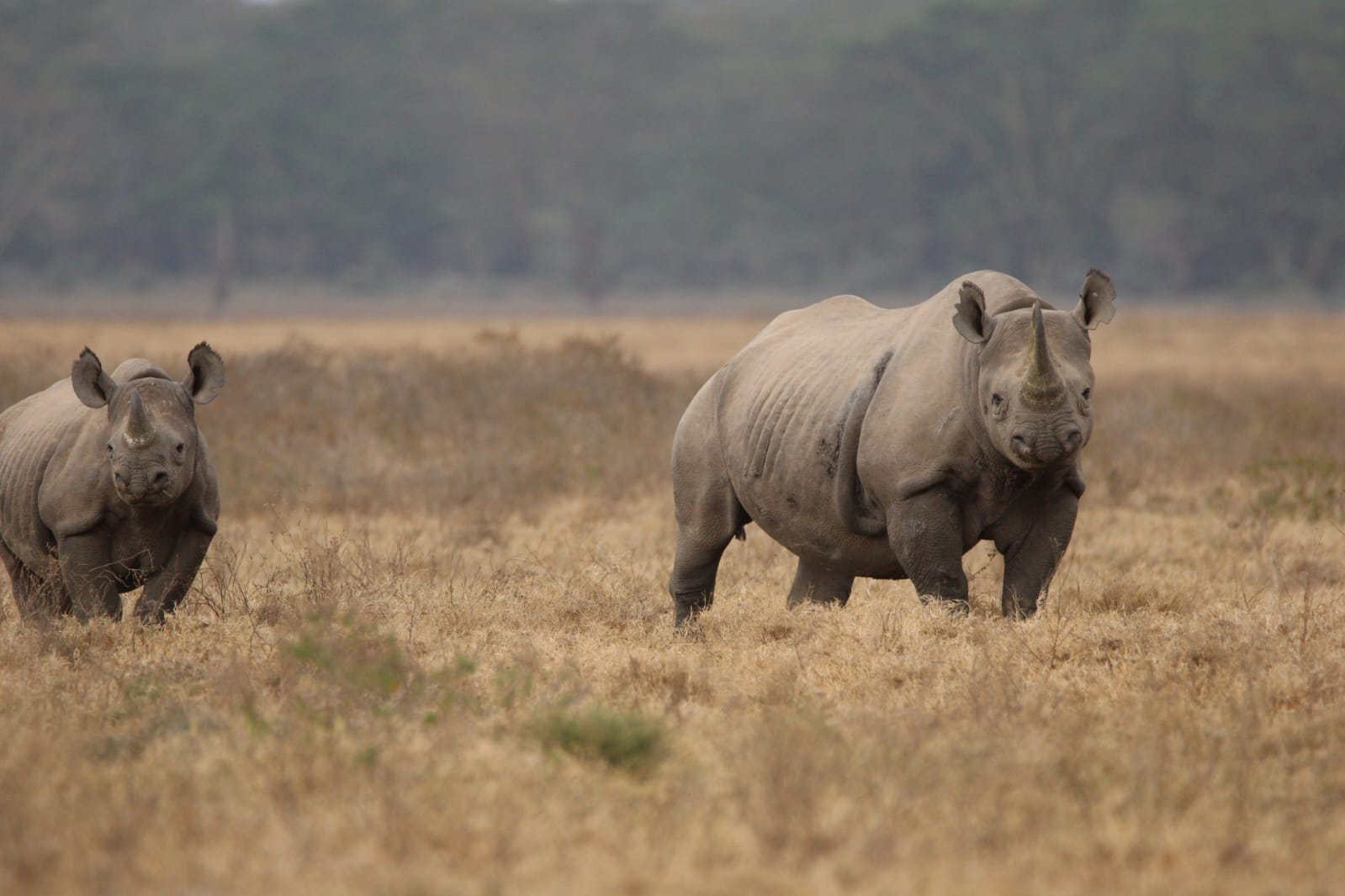 Rhino