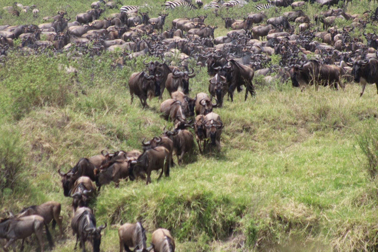 Maasai Mara Migration