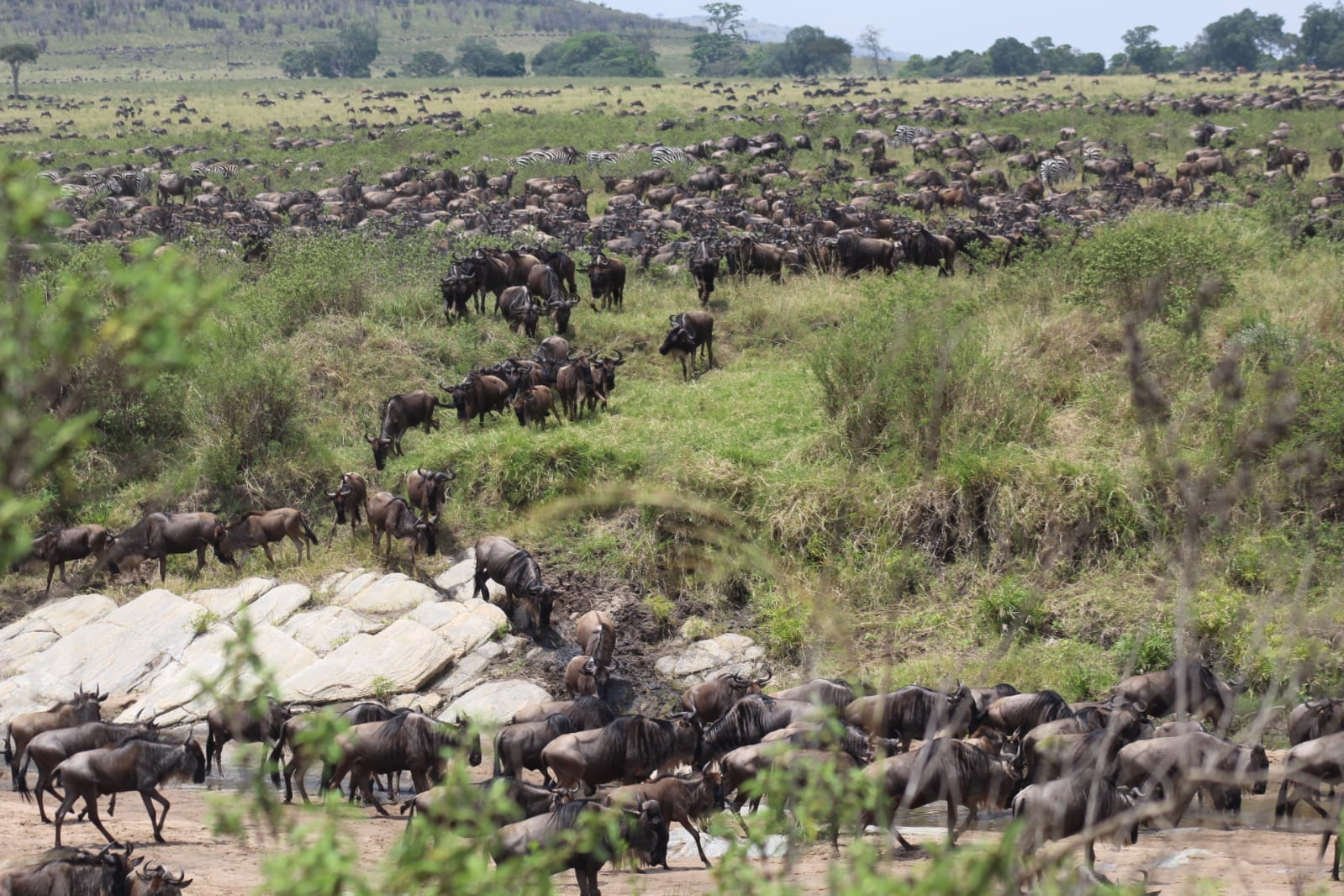 Wildebeest