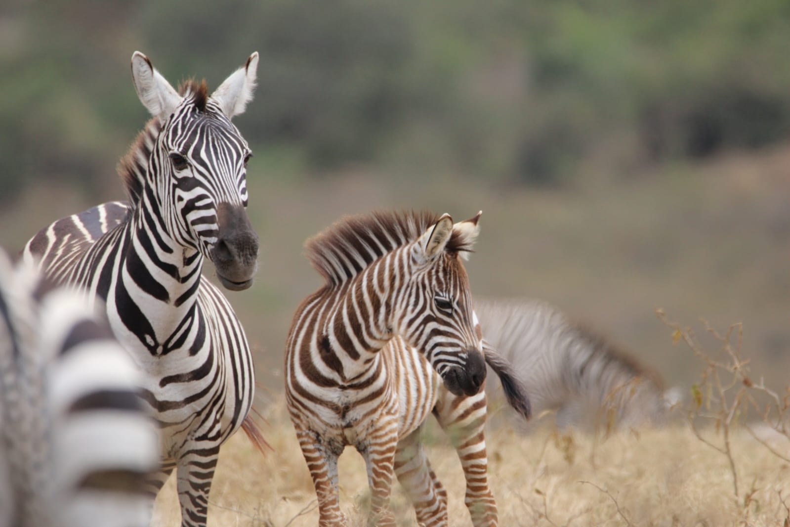 Zebra