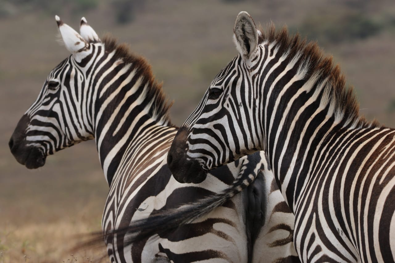 Zebra