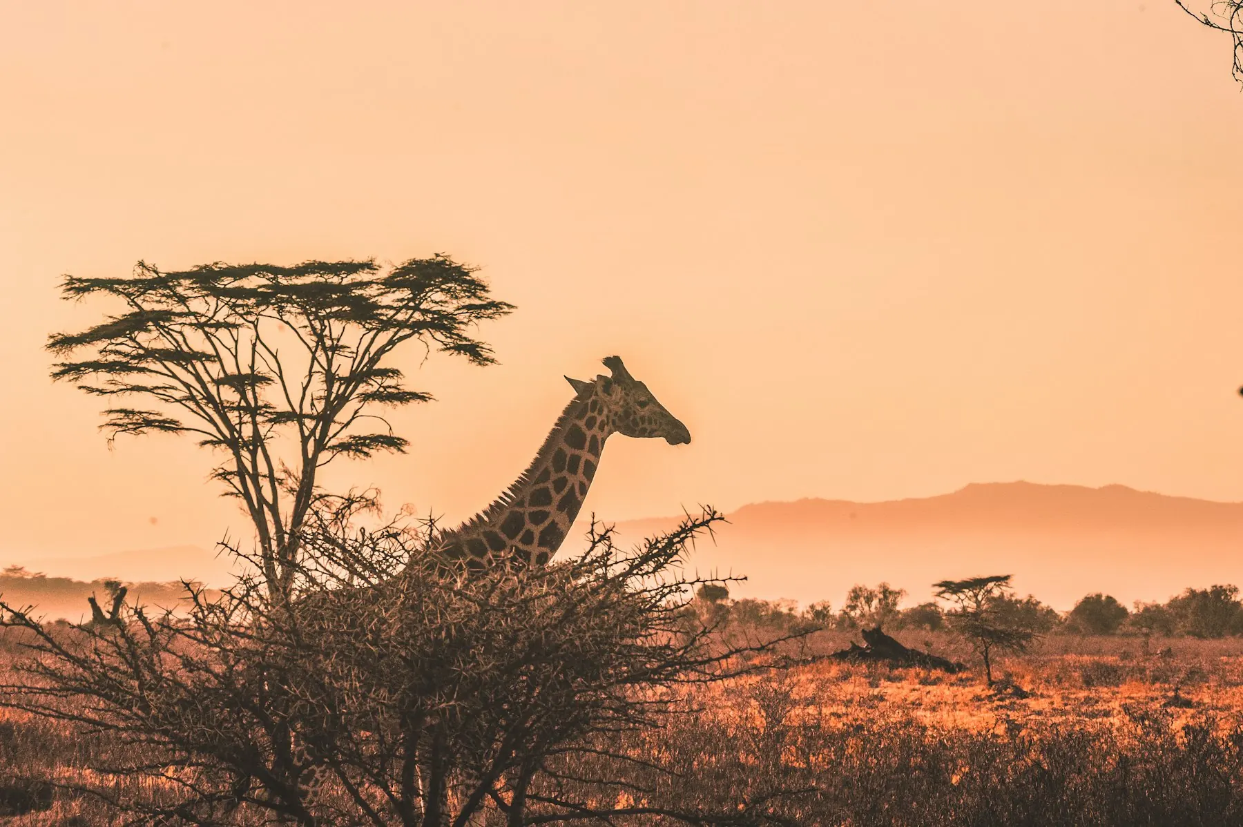 Giraffe browsing beside an acacia against an orange sky