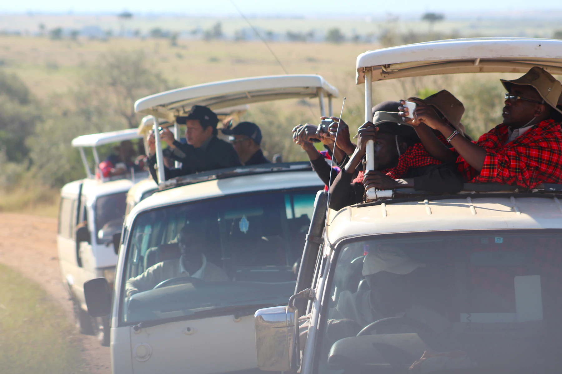Guests photographing through the open roofs of a line of safari vehicles