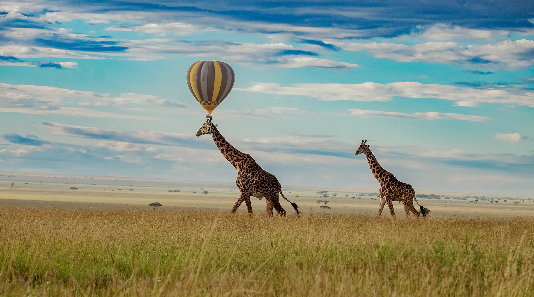 Two giraffes walking through long grass with a hot air balloon in the sky behind