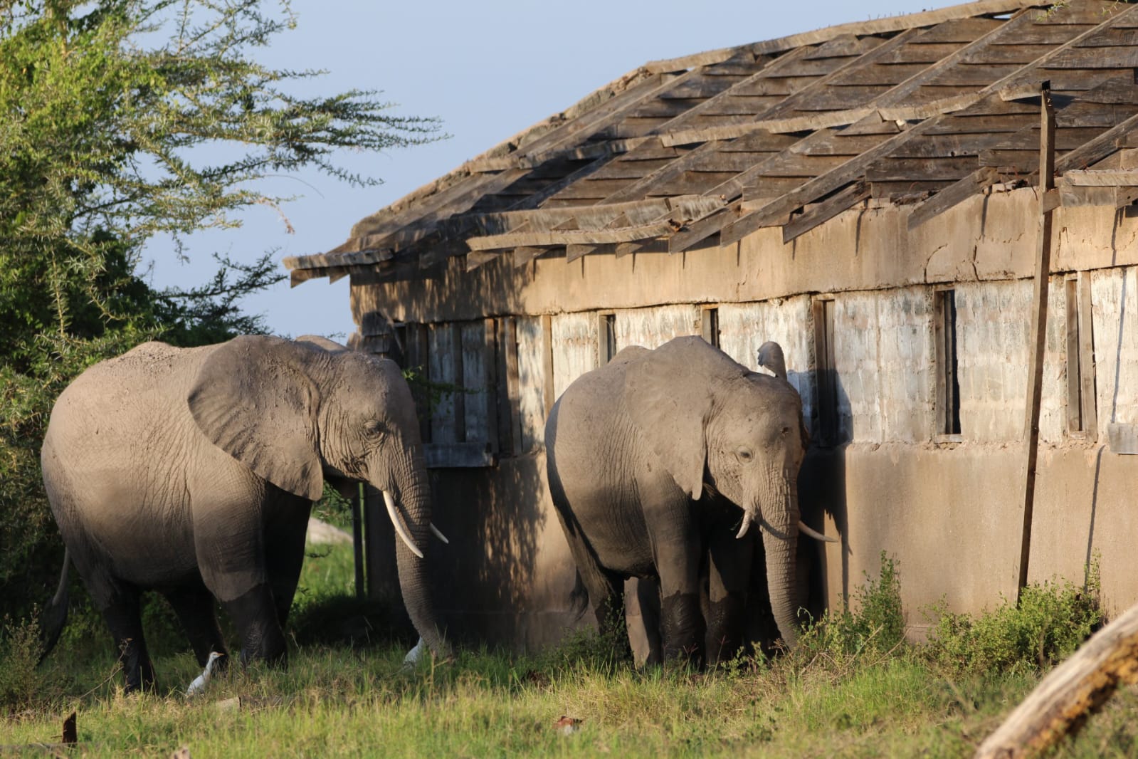 Ol Pejeta Conservancy